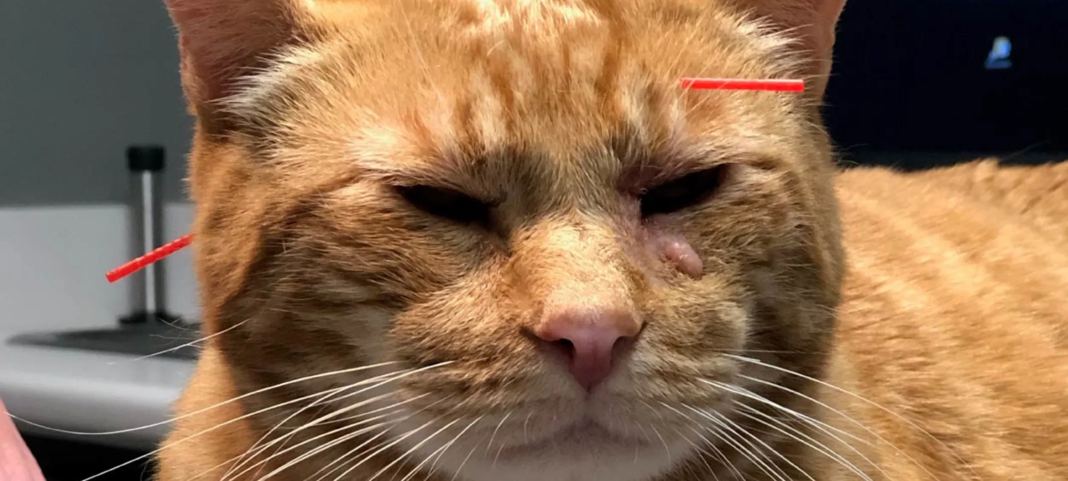 Orange tabby cat receiving acupuncture.